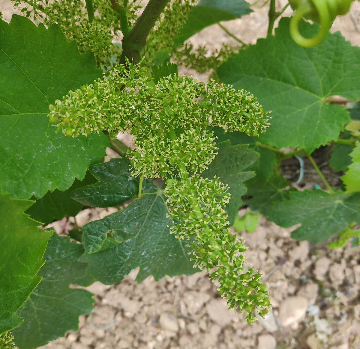 ¡Estamos en la floración! 🌸

¡Qué buen olor tienen los viñedos! Aunque las flores de la vid no son vistosas porque no tienen pétalos, su olor es  😍

#floracion #viñedo #rioja #wine #alfaro #graciano #Alfaro