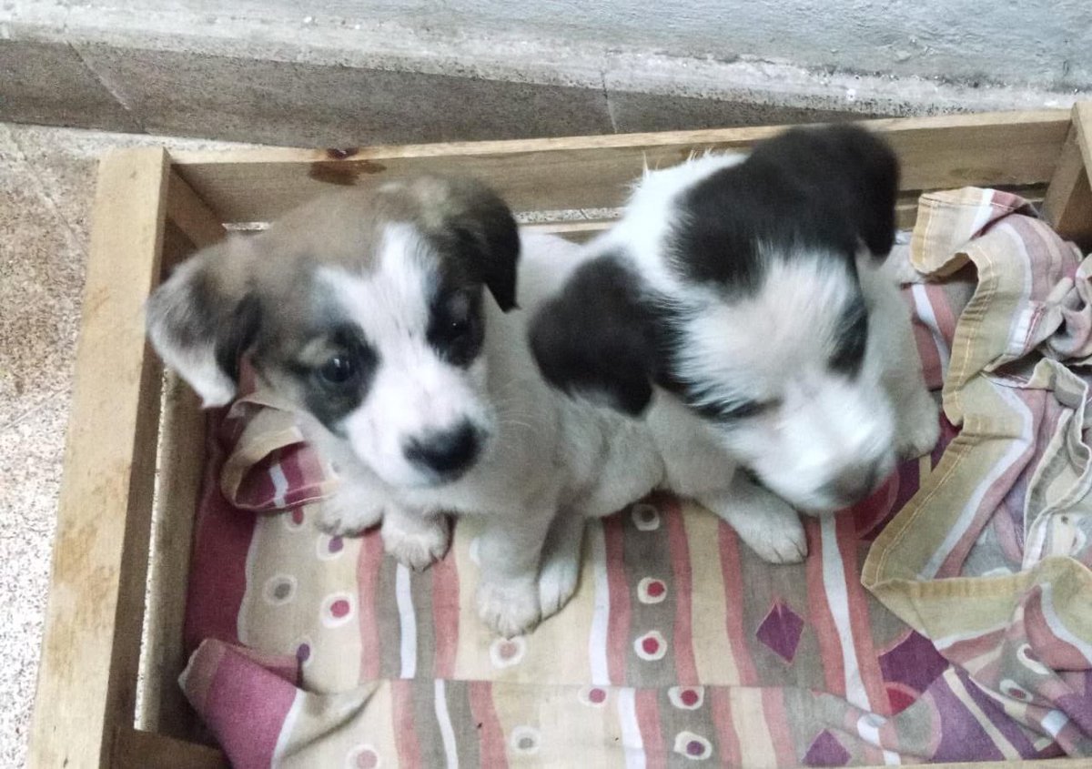 AmarillaAuri's tweet photo. Encontré en la calle 6 perritos y 1 gatito.. con este frío les tiraron a la calle.. 😭 Son 4 hembritas y 2 marchitos. El gatito ya consiguió dueño. Si me ayudan a compartir por favor. 0981207277 es mi número. Gracias! https://t.co/WVBLj4gxzp
