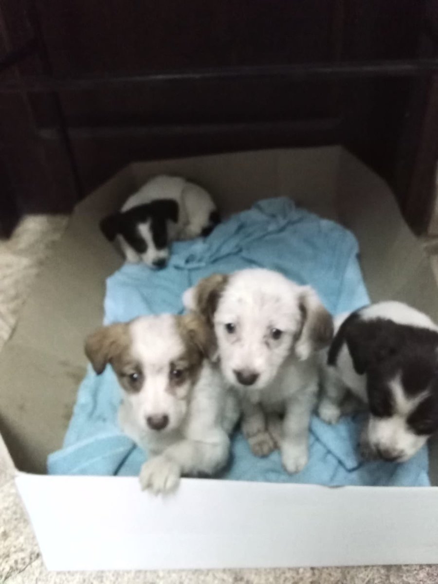 AmarillaAuri's tweet photo. Encontré en la calle 6 perritos y 1 gatito.. con este frío les tiraron a la calle.. 😭 Son 4 hembritas y 2 marchitos. El gatito ya consiguió dueño. Si me ayudan a compartir por favor. 0981207277 es mi número. Gracias! https://t.co/WVBLj4gxzp