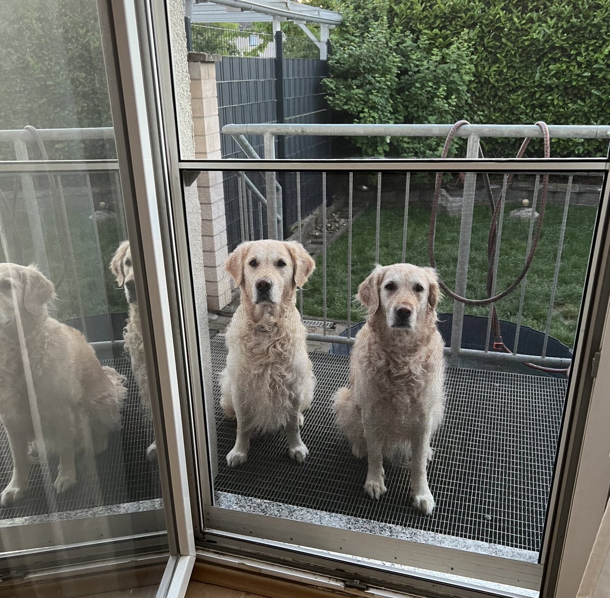 TinkeAndBalou's tweet photo. Us waiting while someone making noise with food in the kitchen. 😆 #notamused https://t.co/BVukCHppA4