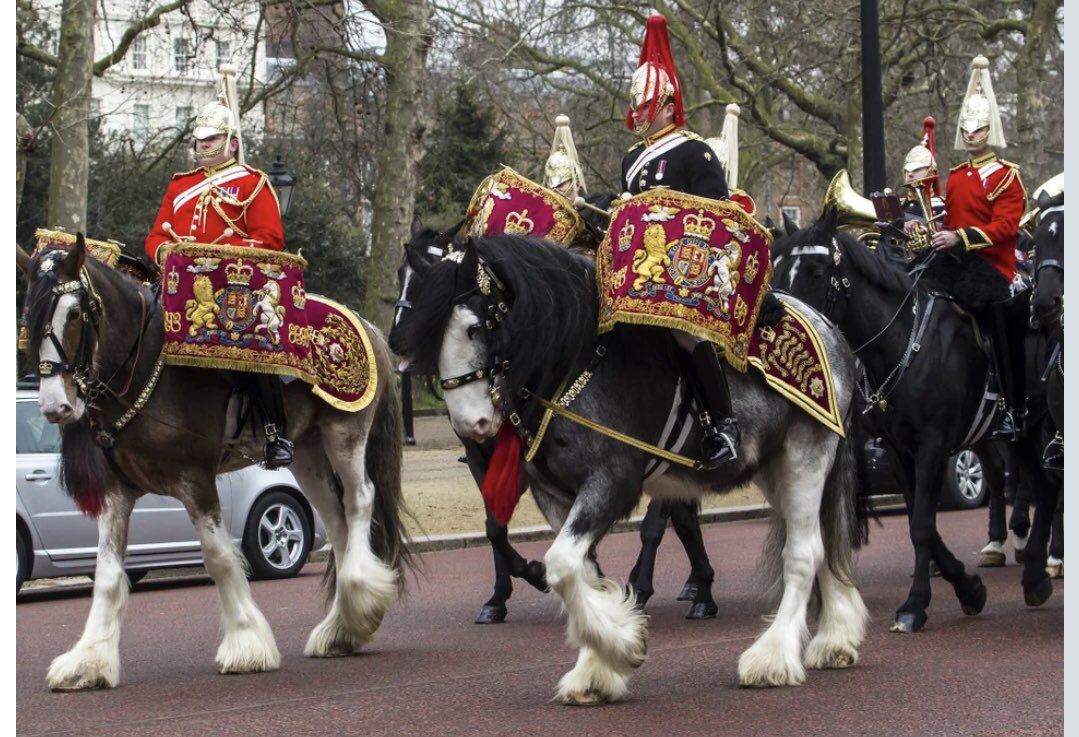 ##TroopingTheColour The 2 heavy horses leading the parade as #DrumHorses are magnificent. They walk along calmly & respectfully no matter that someone's banging a huge drum on their back. Brilliant👏🏻👏🏻👏🏻