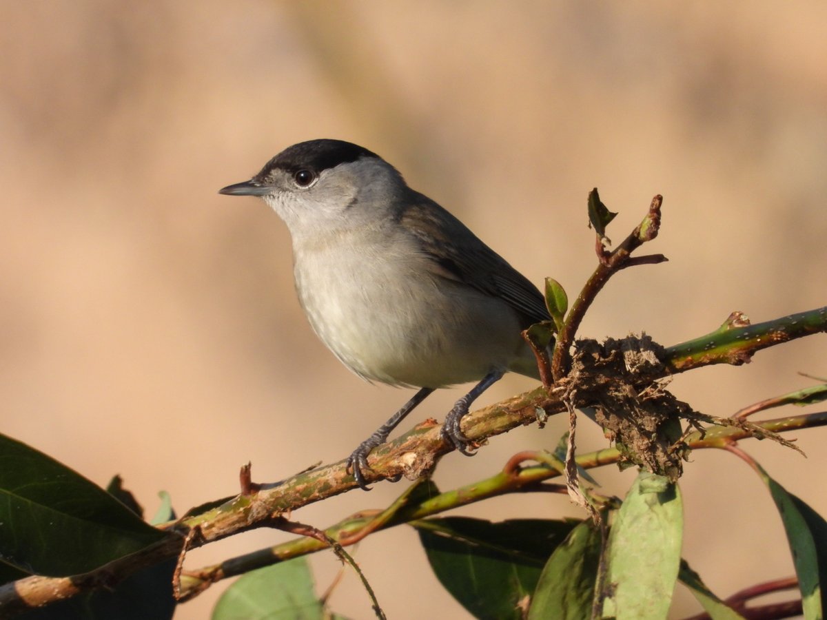 Curruca capirotada macho. Sant Llorenç de Montgai