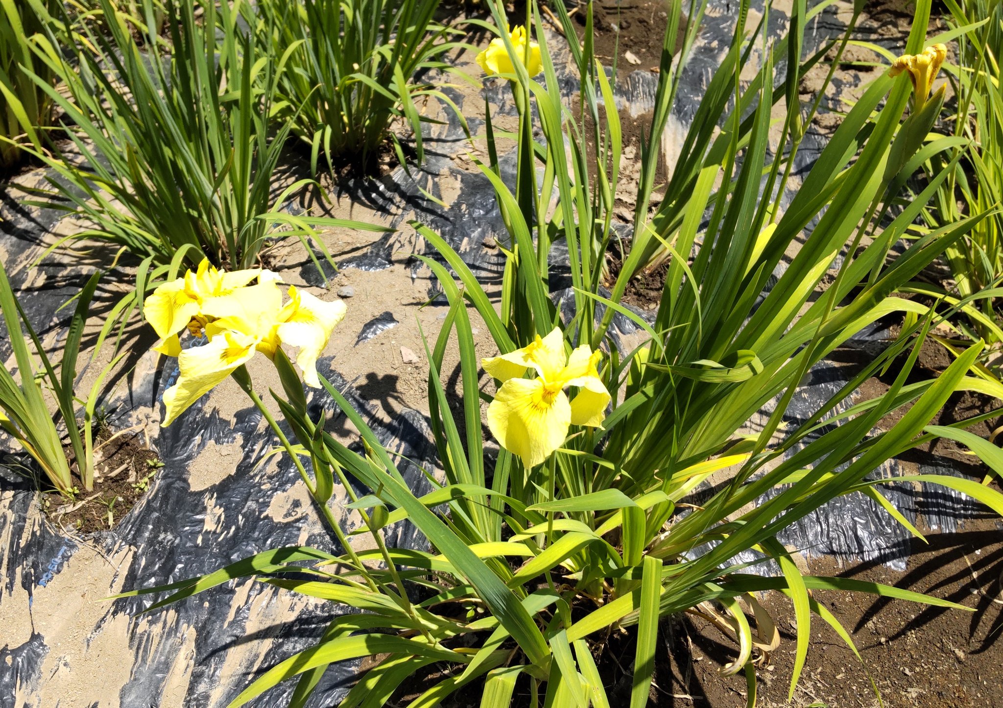 たいせ 赤堀花しょうぶ園 南側で咲いているキショウブの花 伊勢崎市 花菖蒲 しょうぶ T Co Ckgtoswwva Twitter