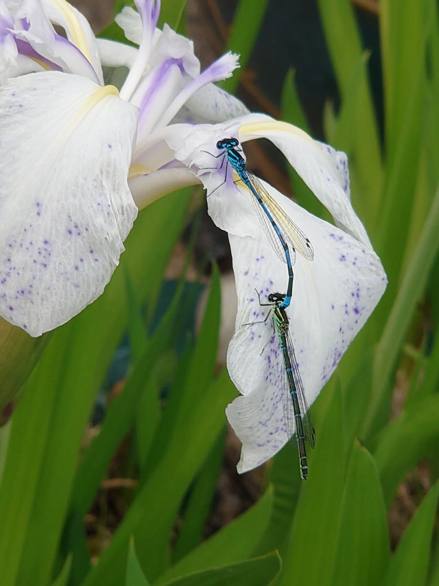 NikkiP_Moo's tweet photo. #Springwatch beautiful damsels in our garden pond https://t.co/1tPduOqwgv