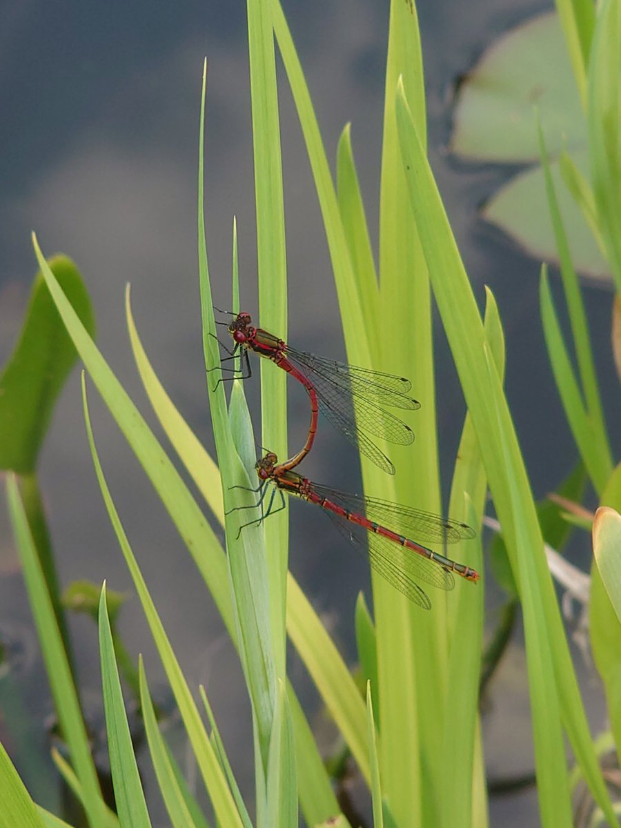 NikkiP_Moo's tweet photo. #Springwatch beautiful damsels in our garden pond https://t.co/1tPduOqwgv