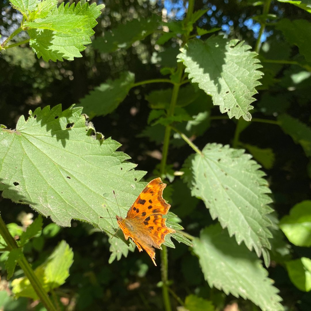 countrylifegc's tweet image. 🌻 POLLINATOR TIP 🌸  Set aside your own little wild area 🌱 

Even if it’s only about a meter squared. Allow the grass and nettles to thrive.  🐝 🦋 #OperationPollination #pollinators #CountryLife
