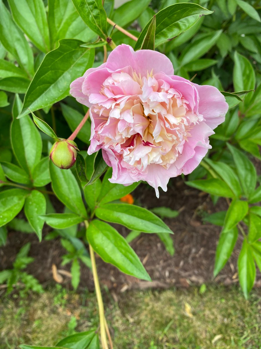 asusarla's tweet image. The best time of the year, flowers from my yard! #joysofgardening