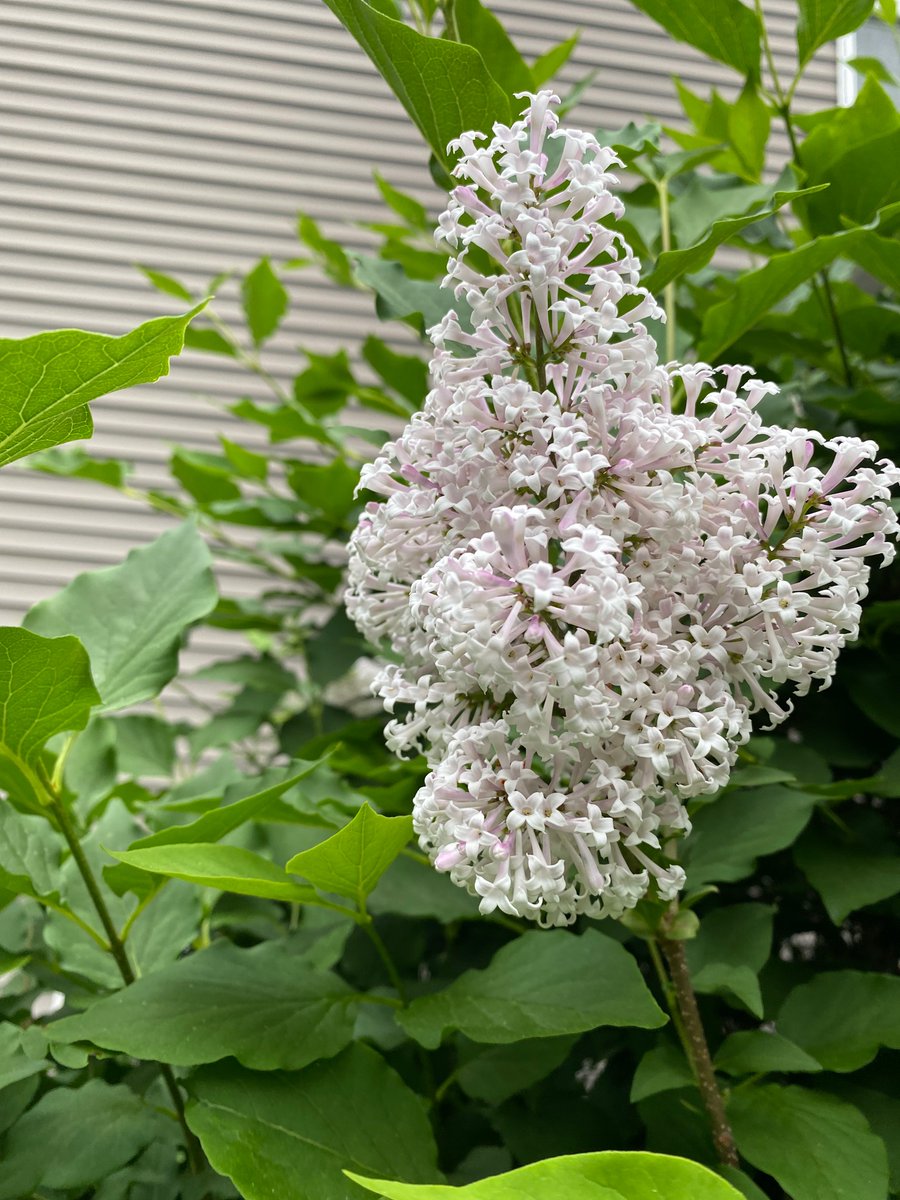 asusarla's tweet image. The best time of the year, flowers from my yard! #joysofgardening