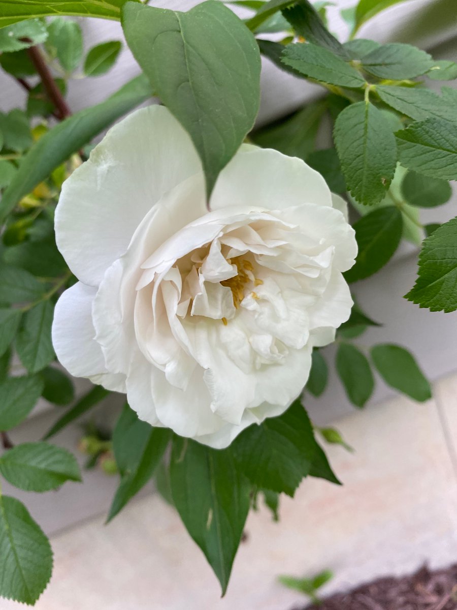 asusarla's tweet image. The best time of the year, flowers from my yard! #joysofgardening