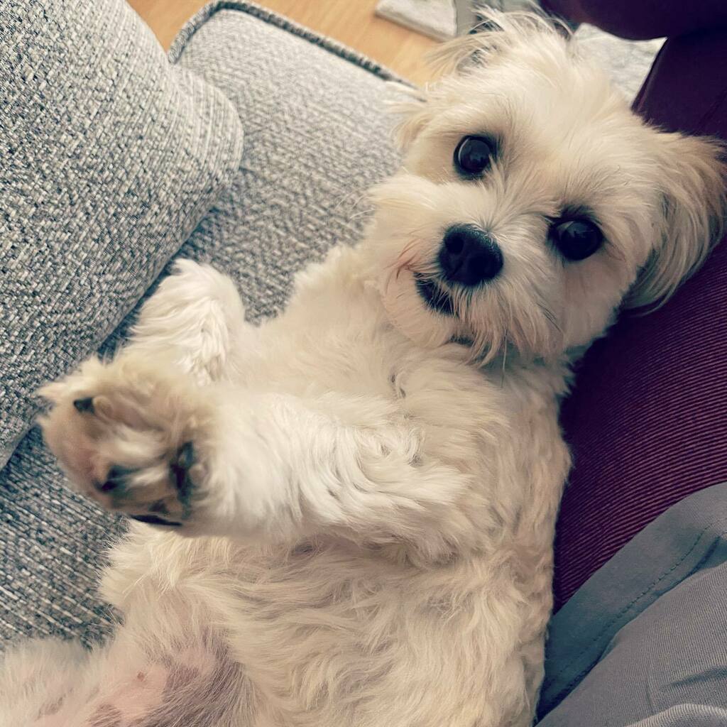 Skyscraperstrampolineclub (@skyscraperstc) on Twitter photo T-shirt pick up day from <a href="/fairwaygraphics/">Fairway Graphics</a> means I get to see this little cutie 💕 #tshirtday #dogsofinsta #shopsmall #bellyrubs #trampolining #skyscraperstc #fairwaygraphics #doglover #clubkit instagr.am/p/CeTN-61slu9/ T-shirt pick up day from <a href="/fairwaygraphics/">Fairway Graphics</a> means I get to see this little cutie 💕 #tshirtday #dogsofinsta #shopsmall #bellyrubs #trampolining #skyscraperstc #fairwaygraphics #doglover #clubkit instagr.am/p/CeTN-61slu9/