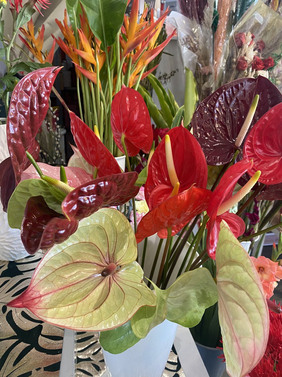GlanMarket's tweet photo. Toutes ces fleurs embellissent nos vies, sentent bons.Cela fait toujours de la peine de les voir partir à la poubelle ou dans un compost comme 6 fleurs coupées sur 10… juste parce qu’elles sont fripées…alors qu’on peut encore profiter!Elles méritent un autre sort n’est ce pas ? https://t.co/nLOWtDXv9k