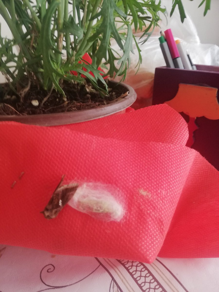 Normal insanların evcil hayvanı kedi, kuş, köpek vs olur benim kelebeğim var. 🦋