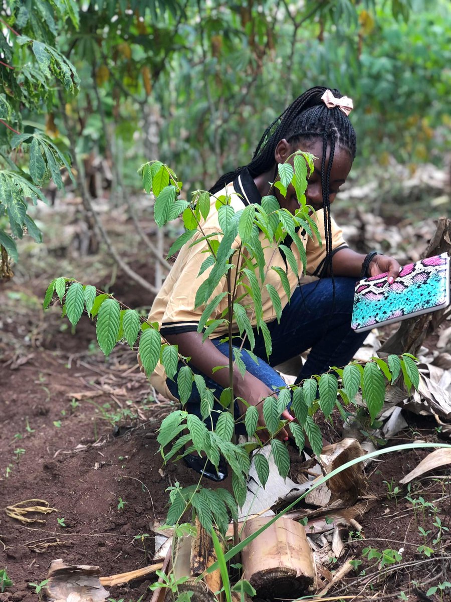 FlightFreeProj's tweet photo. As we continue to plant new trees we also care to monitor the ones planted earlier to ensure their proper growth.
Trees for a green livelihood. 🌳💚💚💚
#emissionsreduction #letsgogreentogether #treeplantingactivity #treeplantingprogram https://t.co/qSEyLzcjMq