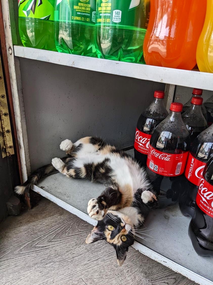 Bodega Cats tweet media