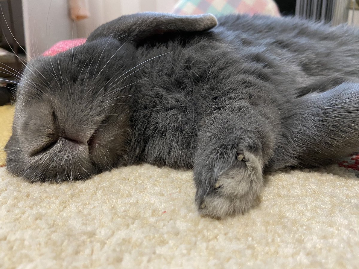 RMNkunn's tweet photo. 飼い主の健康診断の結果がとても悪かったです🫠
｢2人で長生きしようね｣と🐰と誓い合いました🫠 https://t.co/t6CXryyvtT