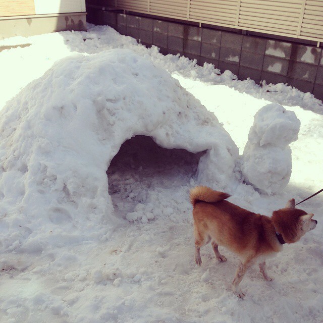 BottomNfts's tweet photo. [ あの頃のナツ ] --> https://t.co/SmrFgHQFjQ
#柴犬 #柴 #犬 #犬のいる生活 #shiba #shibainu #dog #olddog #LifeWithDog https://t.co/UYE9hiVuSH