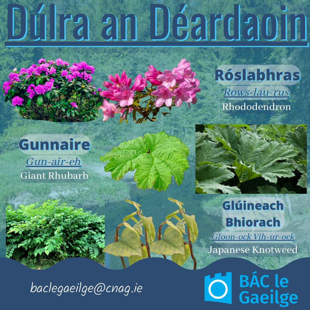 BÁC Le Gaeilge tweet media