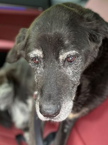 I'm Primo. I'm 15.
My owner died.  💔
I'm waiting for someone new to love me.
Please spread the word?🙏
#AdoptDontShop