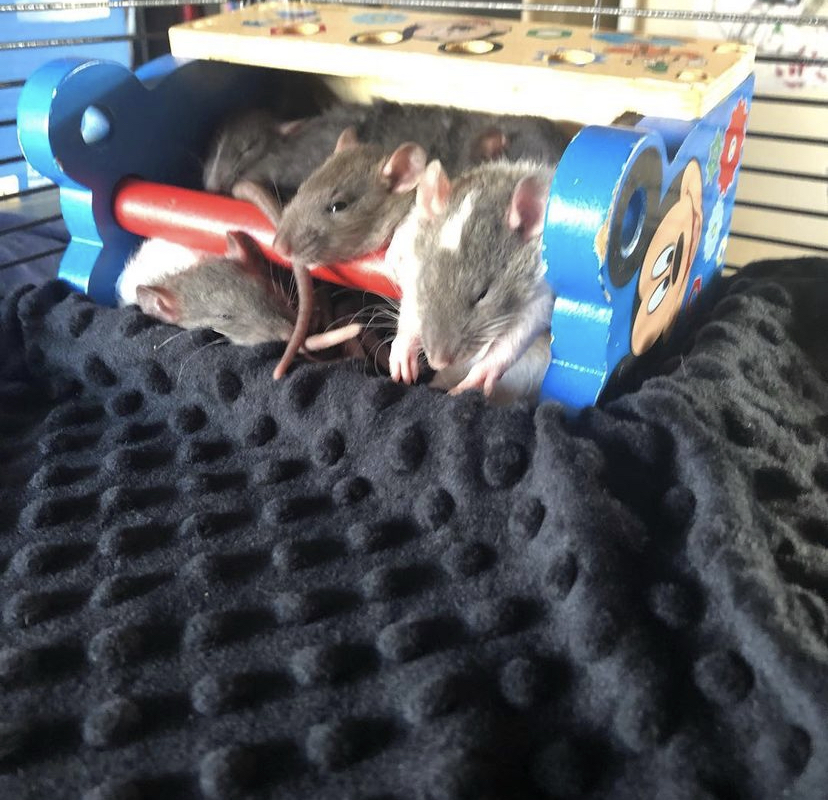 RatsBobo's tweet photo. The little ones are taking rest after free roaming.
#fancyrat #pets #nap https://t.co/GwkwRgABmU