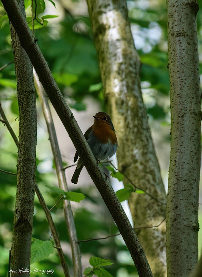 AnnaWeilding's tweet photo. @BraydenCreation Love Robins ❤️ https://t.co/4q802v8i2t