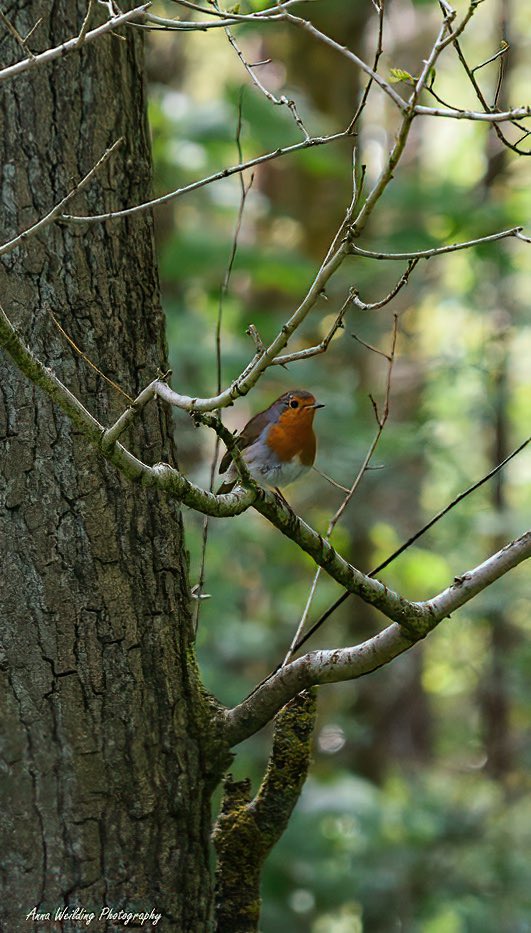 AnnaWeilding's tweet photo. @BraydenCreation Love Robins ❤️ https://t.co/4q802v8i2t
