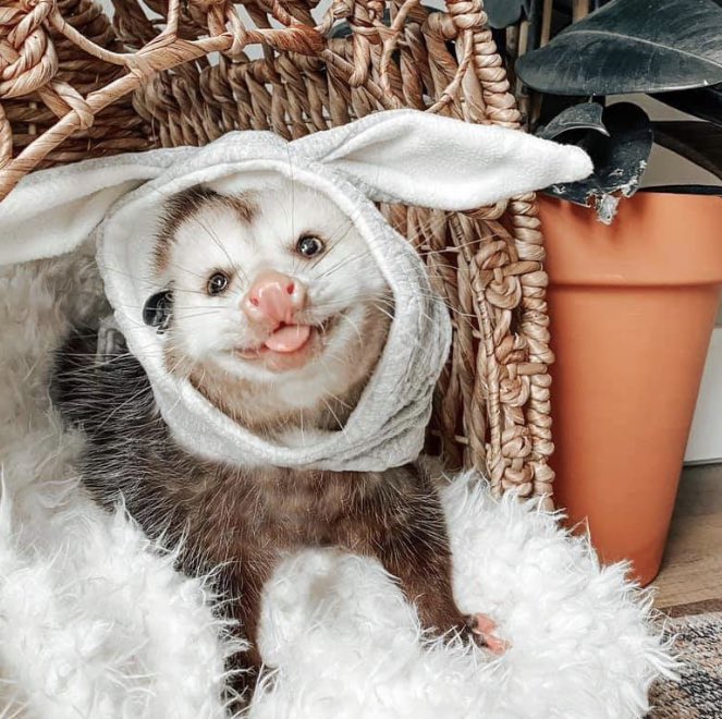 PossumEveryHour's tweet image. 