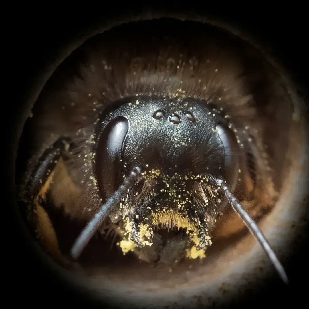 joshforwood's tweet photo. This cute little solitary bee is a great representation of both their 5 eyes, as well as their important pollination behaviour.
#BeePortrait #Macro #Photography #Cute https://t.co/3OlG6T5g8h