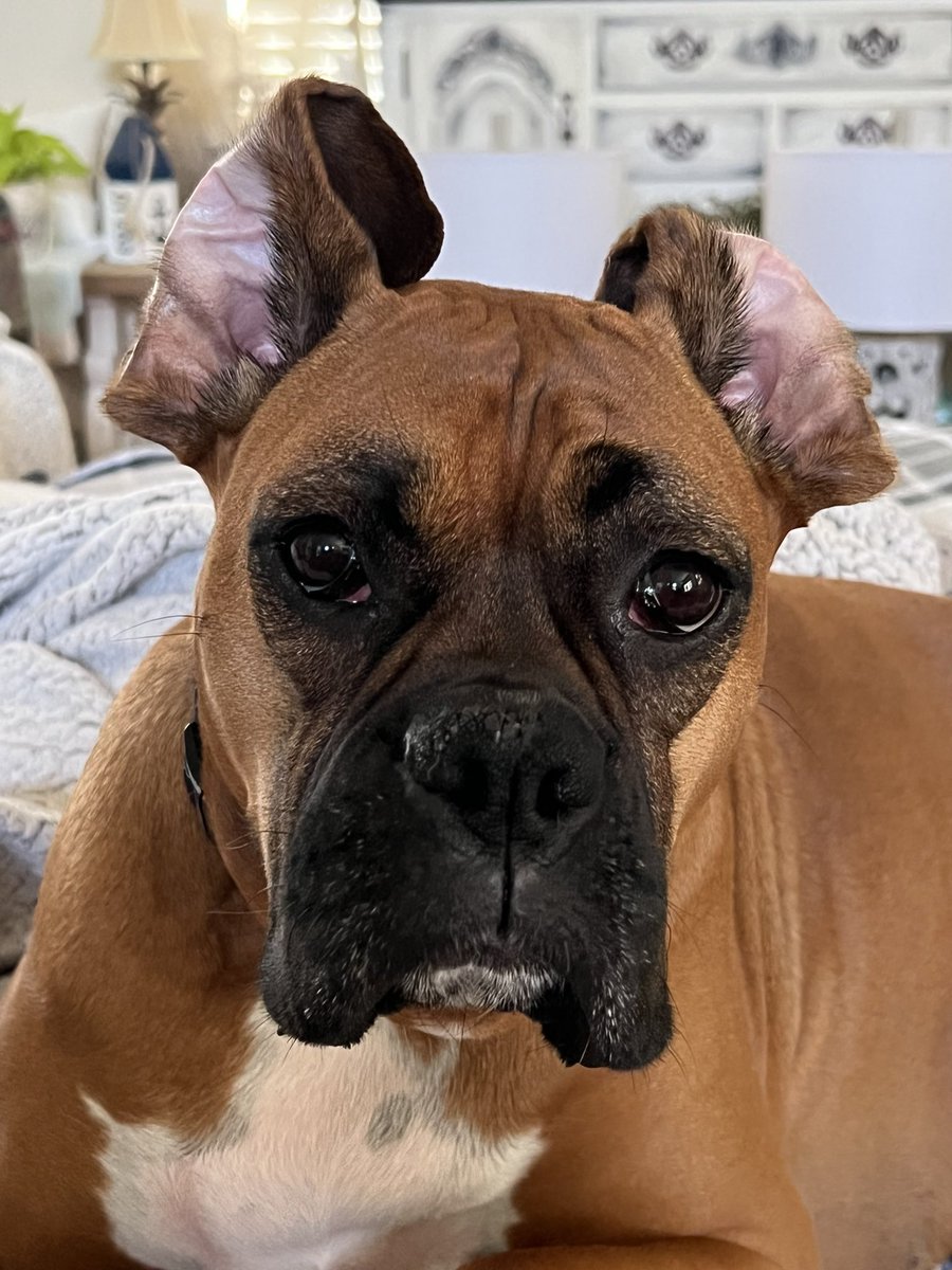 KarynMarinella's tweet photo. Someone woke up with a bad hair day #SaylorGrace #boxerlife #badhairday #boxerproblems #goodmorning https://t.co/tZikl8QHoO