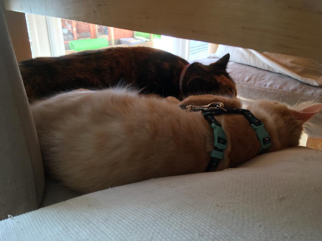 JJ <a href="/GodsJoyCat/">JJ Pumpkin Pie Edible Cats Club</a>  spending time with his friend Lottie