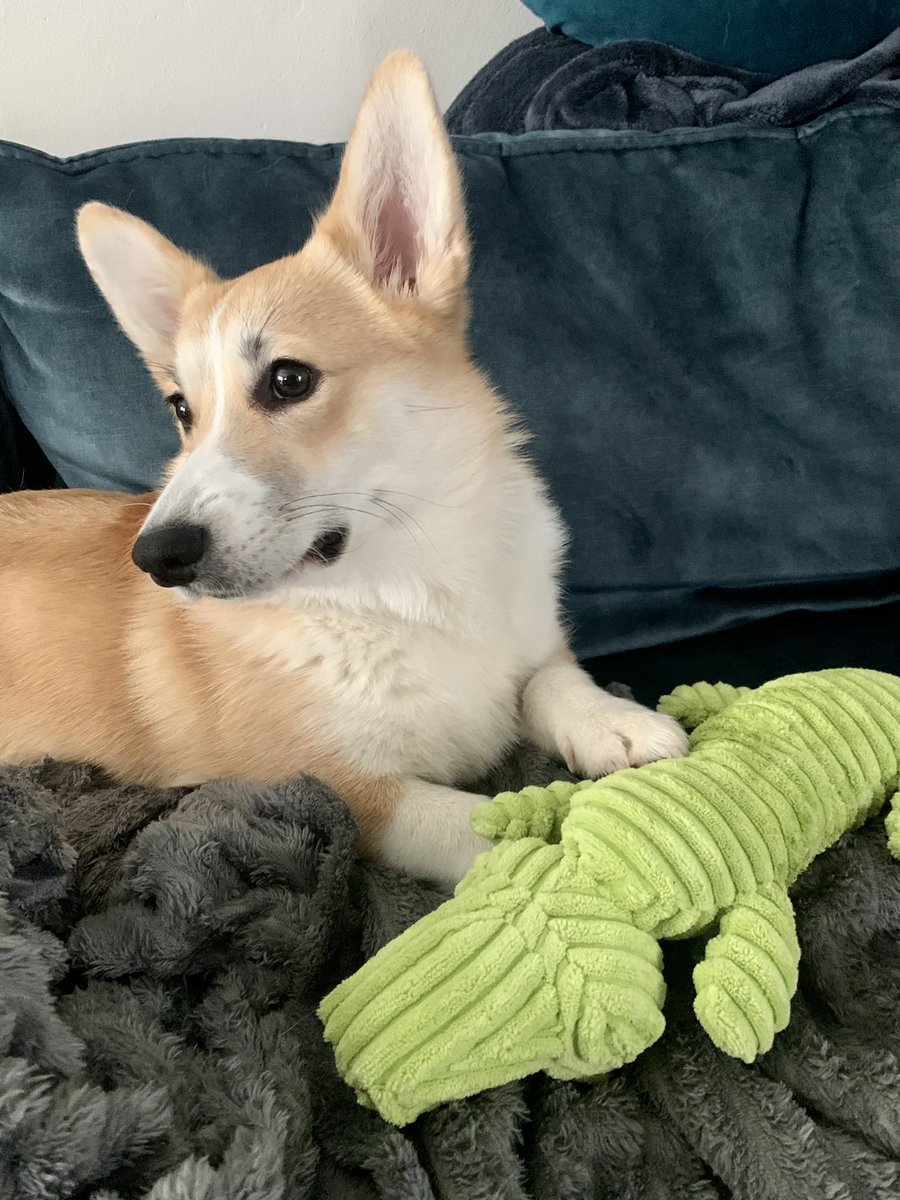 Penelope_Pr's tweet photo. #CorgiCrew #jubilee2022 Nos corgis sont à l’honneur ce jour ❤️ Ma céleste https://t.co/WR6ZFkWEhl