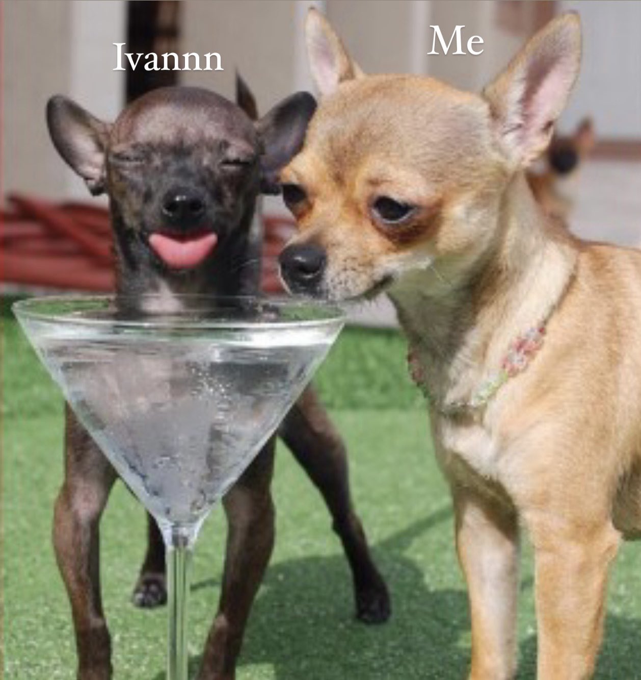Чихуа