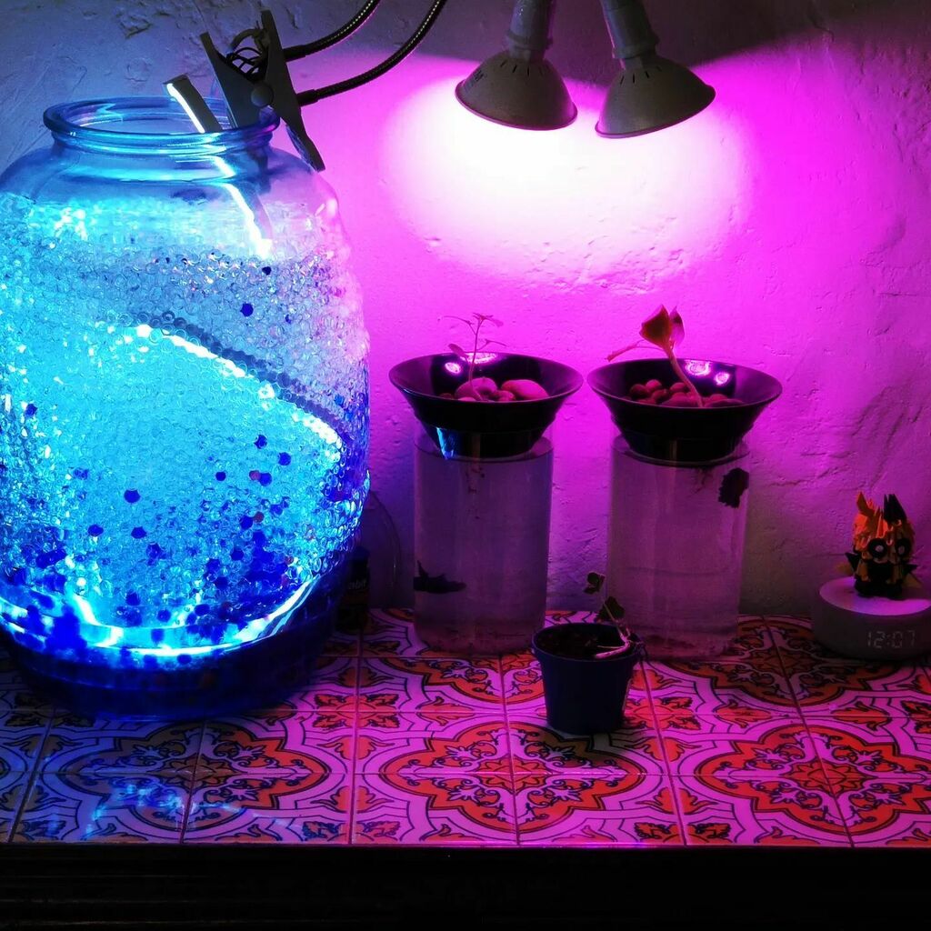 johannfc's tweet photo. #trinchador #bitrolero #led #acuaponia #pezbetta #alexa #rutinas https://t.co/IX6xexdEu0 https://t.co/kYcnNTQgQS