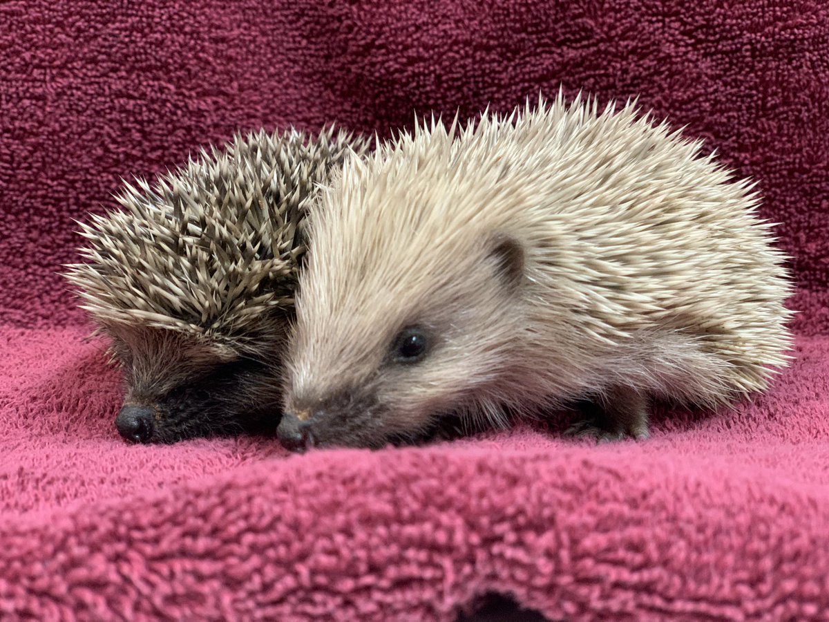 Wild Hogs Hedgehogs Rescue tweet media