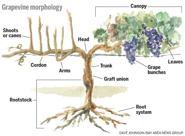 NeverEndingFT's tweet photo. While looking for information for my upcoming field trip guide, I found this amazing graphic by @DaveJohnsonArts, and now I definitely want to use it in my guide. Can I get permission to do that? https://t.co/b02gBTRD9c