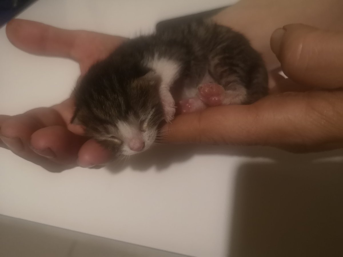 Merhaba, henüz göbek bağı düşmemiş bir yavru bulduk. Acil süt anneye ihtiyacımız var paylaşım yapar mısınız Yer Sakarya
<a href="/estapitipitiiii/">didemb</a>