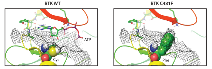 scisignal's tweet photo. Why do some #BCellCancers resist BTK inhibitors? The Huang lab shows how two BTK mutations confer #ibrutinib resistance in lymphoma cells through the HCK enzyme, despite inactivating BTKโs main enzymatic functions. @Pharmacyclics #MechanismMatters https://t.co/Qh4nkOCqdl https://t.co/JQL8QzjyAB