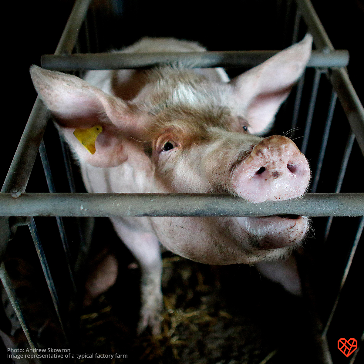 Hi @CAGovernor <a href="/GavinNewsom/">Gavin Newsom</a>! Please urge the Biden Administration to #ProtectProp12. The #SCOTUS ruling could mean dire consequences for states’ ability to uphold other laws addressing climate change and public health.

📸 <a href="/andrew_skowron/">Andrew Skowron</a>