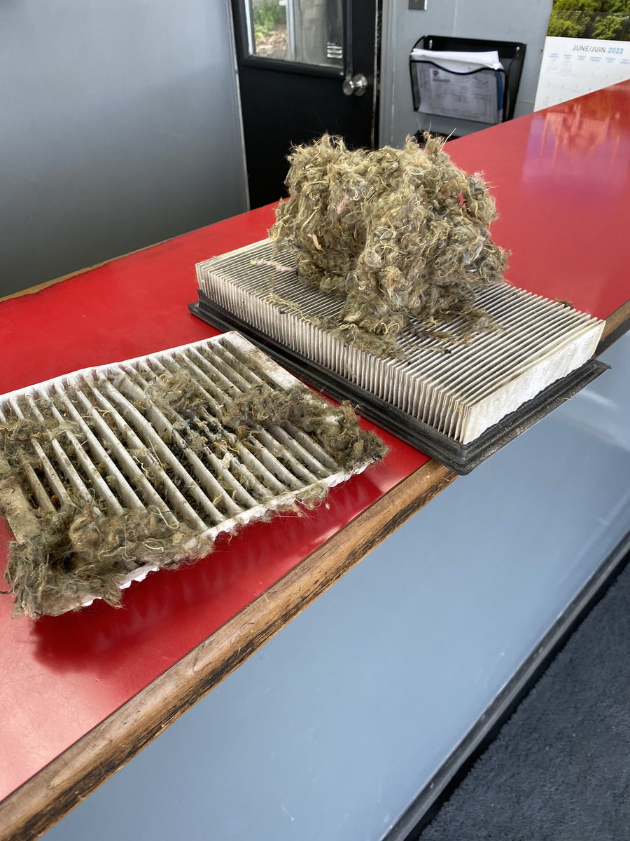 When you’ve been blaming the backseat kiddo for the bad smell in the car and then the tech finds this during your oil change …..  🤢🤮🐭🐁