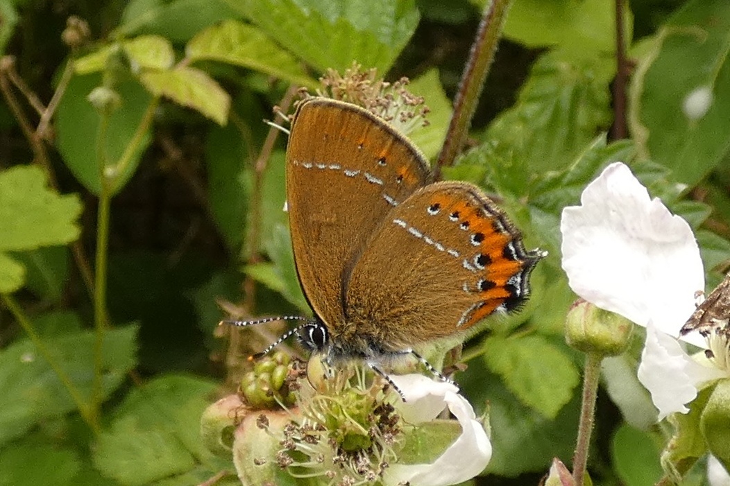 Later in the day we had to form a queue to get photos of  the only Black Hairstreak that was showing. Well worth it though. 👍😉 @NatureUK @savebutterflies @ukbutterflies #Northhamtonshire