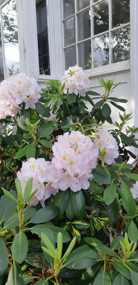 Gorgeous rhododendrons on display outside the Brien House <a href="/RidgetownCampus/">Ridgetown Campus</a> today!