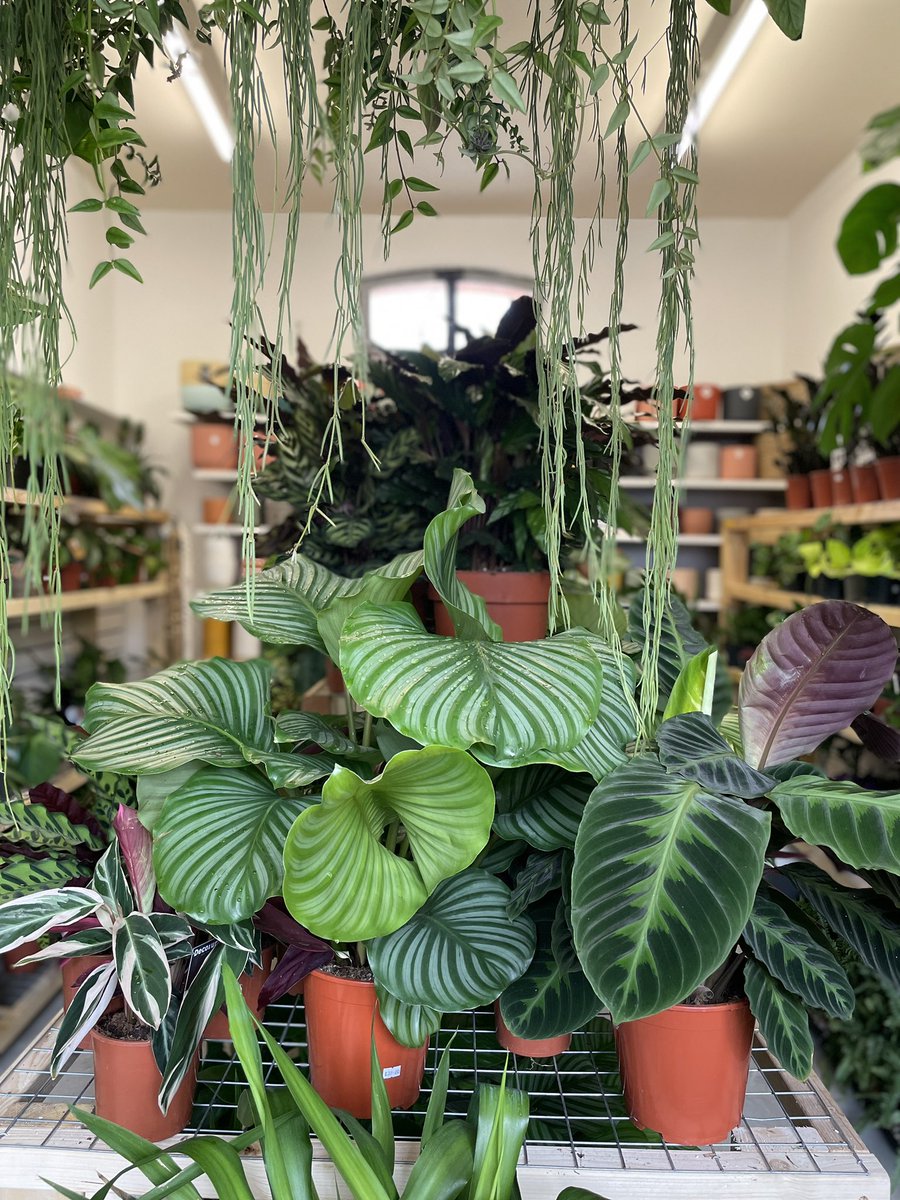 Blakemere Village tweet media