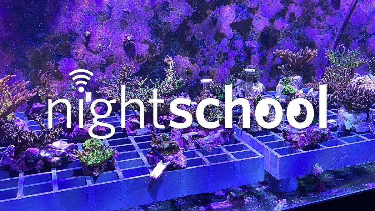 California Academy of Sciences (@calacademy) on Twitter photo Baby corals! 3D reefscapes! Coral evolution! Cool deep-sea fishes! Meet #HopeForReefs postdocs <a href="/EloraHL/">Elora López-Nandam</a>, <a href="/jahoey13/">Jennifer Hoey</a>, & <a href="/ChanceyMacD/">Chancey MacDonald</a> tonight on NightSchool, streaming live at 7pm PT: bit.ly/3NPgDL3 Baby corals! 3D reefscapes! Coral evolution! Cool deep-sea fishes! Meet #HopeForReefs postdocs <a href="/EloraHL/">Elora López-Nandam</a>, <a href="/jahoey13/">Jennifer Hoey</a>, & <a href="/ChanceyMacD/">Chancey MacDonald</a> tonight on NightSchool, streaming live at 7pm PT: bit.ly/3NPgDL3