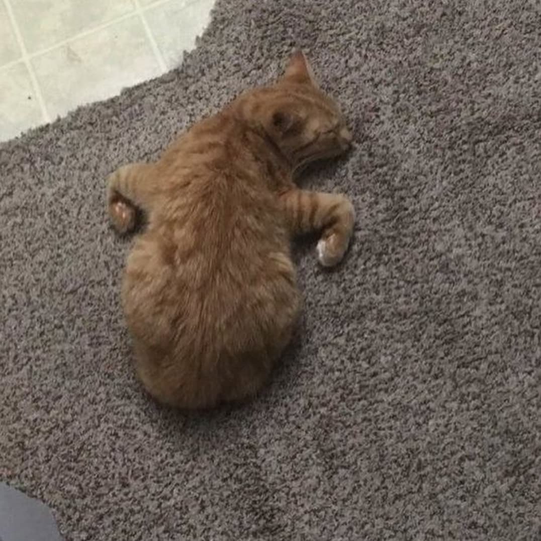 poorlycatdraw's tweet photo. a mimir https://t.co/fF9PZTaimi