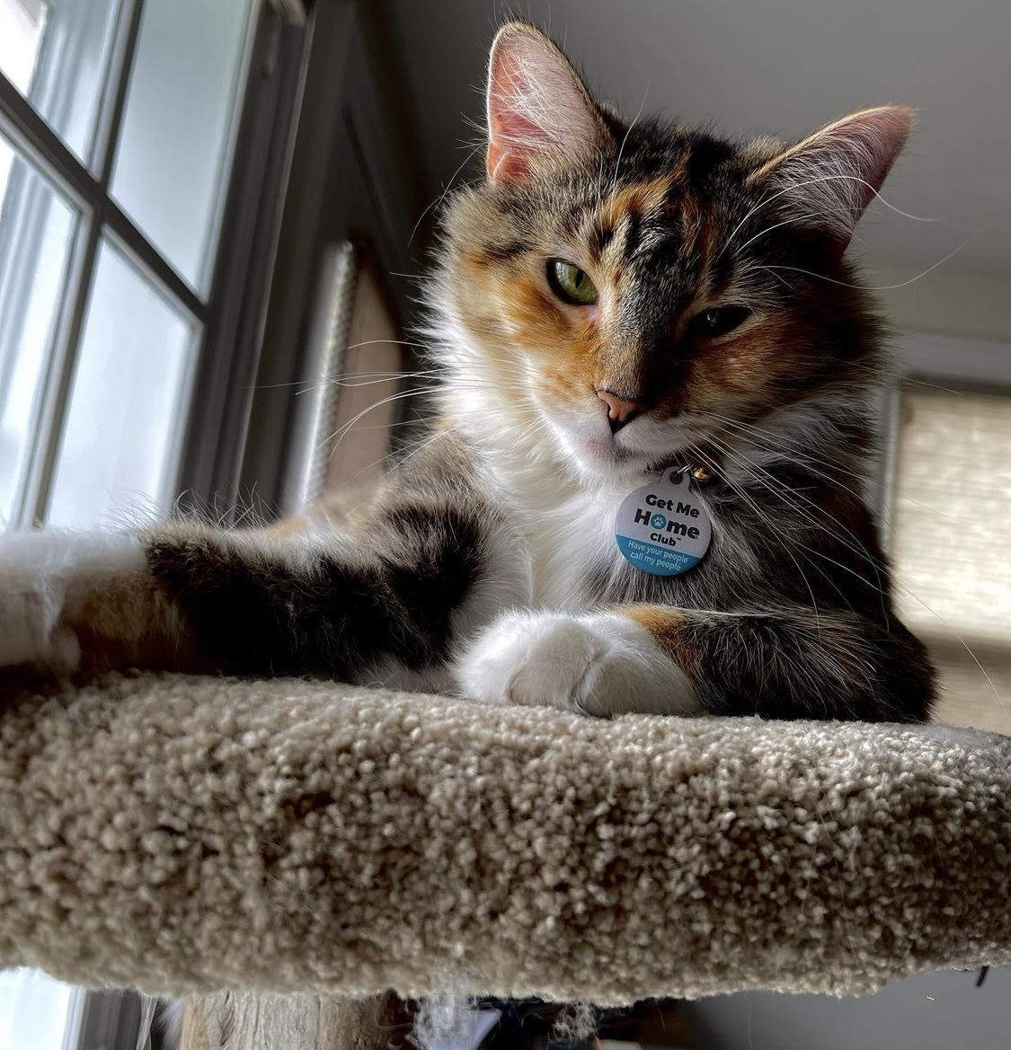 PetHub's tweet photo. Show us your kitties! It's #AdoptACatMonth and we want to give the spotlight to our most CLAW-some friends -- our cats. Tag us for a re-Tweet!

#PetHub #PetHubTag #CatMonth https://t.co/AhXwPgEhok