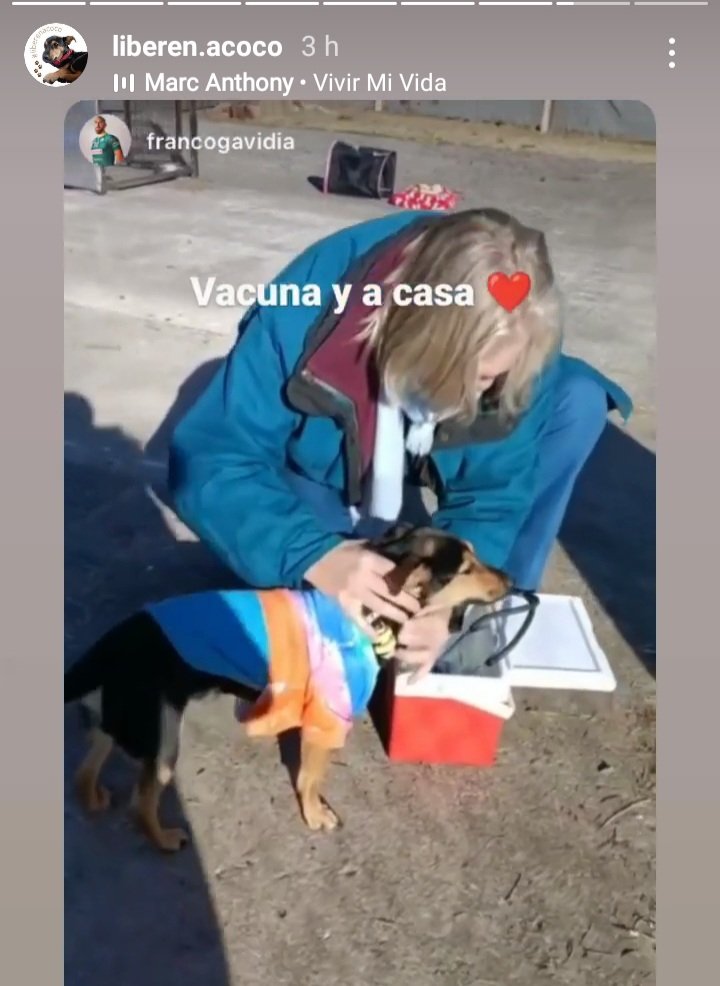 TvVallez's tweet photo. #CocoACasa !!!
Esto es del Instagram de su Papá @Javiergavidia Ya lo vacunaron, hoy #02Jun se van a casa en #CORDOBA #Argentina 🇦🇷🏠❤🐕🏠🇦🇷🌞👏🏻👏🏻😍 Vean las imagenes q son muy bonitas. 
#CocoLibre 👋🏻🐕❤😉💋
@elcampito 
#CocoPresidente 😍🐕❤😉❤🏠🇦🇷🇦🇷🇦🇷🇦🇷🇦🇷🇦🇷🇦🇷🌞🏠🐕❤👏🏻👏🏻 https://t.co/eSwbFvsd7B