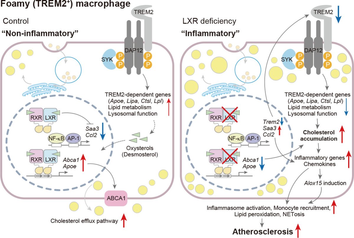 JUNE EDITOR'S PICK:  Myeloid LXR deficiency switches foamy macrophages to pro-inflammatory and proliferative, and accelerates atherosclerosis. ahajrnls.org/3Q1wlVA