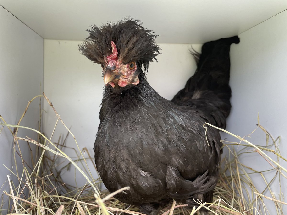 Andy recovery from her surgery and is doing great, yesterday she return with her friends. I wish I can have her style 💚 She likes her new bed too! #vegan #Rescue #rescueanimals #happychicken #farmsanctuary #helpanimals #animals