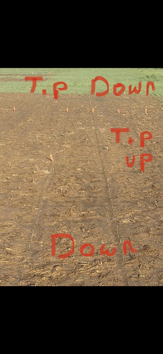 We are seeing some interesting observations from our seed orientation plot. Emergence on a tip up kernel was approximately 20 GDUs later vs a tip down kernel.
