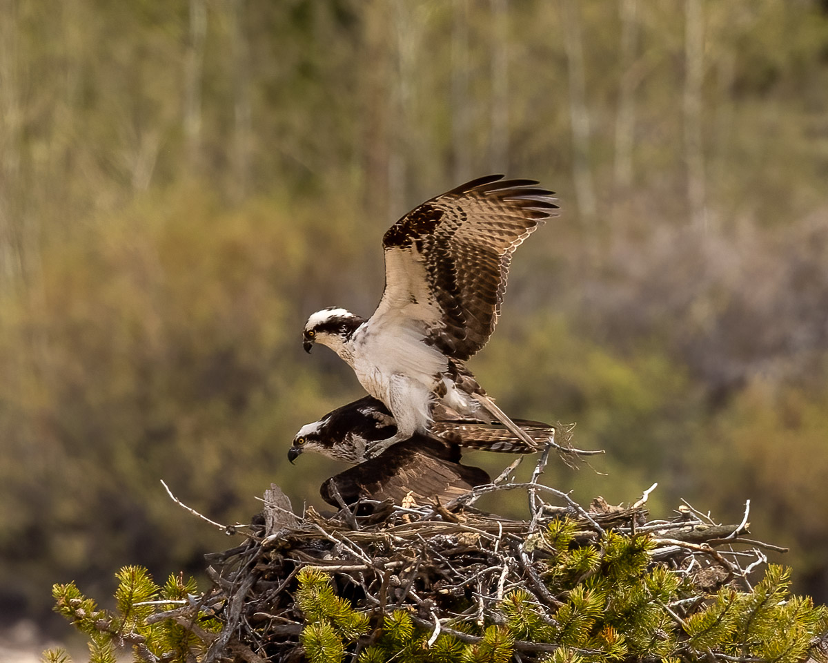 UntamedAperture's tweet photo. It's spring mating season in the Rockies! I got this #Osprey pair just outside #RMNP last weekend. #BirdsOfPrey https://t.co/cWY8OJM5Hj