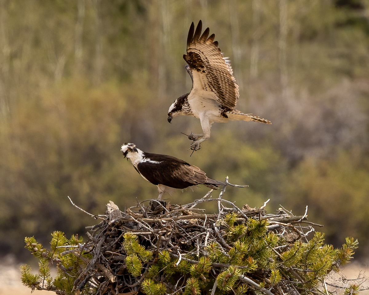 UntamedAperture's tweet photo. It's spring mating season in the Rockies! I got this #Osprey pair just outside #RMNP last weekend. #BirdsOfPrey https://t.co/cWY8OJM5Hj